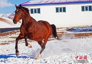 新疆马图片,丝绸之路上的骏骑传奇