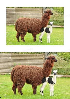 小羊驼照片,小羊驼的可爱写真集