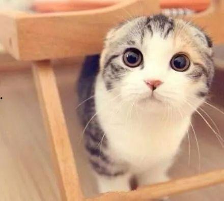 娱乐吃瓜七七折耳猫,娱乐吃瓜界的神秘力量